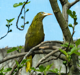 Green oropendola, Psarocolius viridis with pale bill with an orange tip sits on the tree branch. Close up