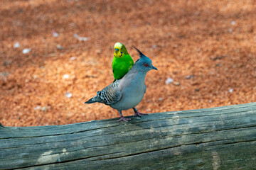 Budgerigar is looking for an opportunity to fly with the crested pigeon [Ocyphaps lophotes]..