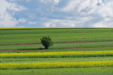Krajobraz rolniczny, Polska, Lubelskie.