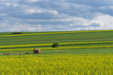 Krajobraz rolniczy, uprawy rzepaku w Europie, Polska. 
