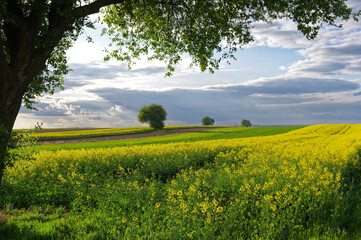 Krajobraz rolniczy, uprawy rzepaku w Europie, Polska. 