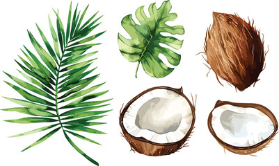 A set of watercolor coconut and palm leaves vector illustrations. Collection of isolates for labels, prints, banners. Watercolor illustration on white background. Summer fruit painting illustration