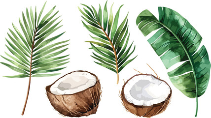 A set of watercolor coconut and palm leaves vector illustrations. Collection of isolates for labels, prints, banners. Watercolor illustration on white background. Summer fruit painting illustration