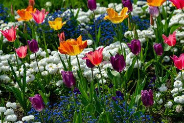 Yellow tulips in the Wlhema Stuttgart. Baden Wuerttemberg, Germany, Europe.