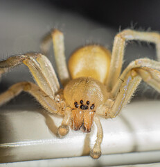 Cheiracanthium mildei spider northern yellow Longlegged sac spider close up
