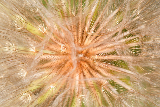 Peach and Green Dandelion 