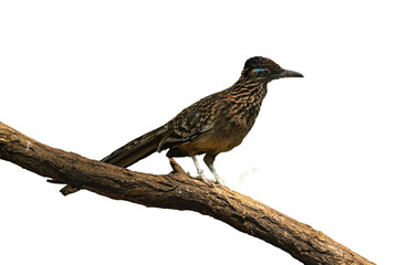 The greater roadrunner isolated on a branch  (Geococcyx californianus) is a long-legged bird in the...