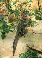 The greater roadrunner (Geococcyx californianus) is a long-legged bird in the cuckoo family. - obrazy, fototapety, plakaty