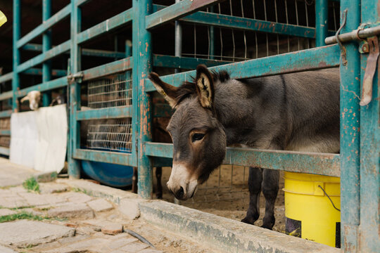 Donkey in a corral.