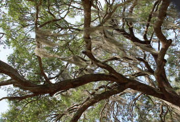 Tree branches, leaves, looking up