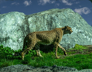 The cheetah (Acinonyx jubatus) is a large cat and the fastest land animal. Native to Africa.