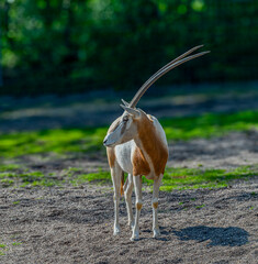 The scimitar oryx (Oryx dammah), also known as the scimitar-horned oryx and the Sahara oryx.  Large antelopes with spectacular horns