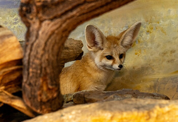 Fennec fox (Vulpes zerda) is resting but staying alert.