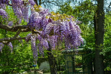 Wisteria Floribunda. Beautiful flowers of the hardy deciduous climber..