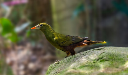 Green oropendola, Psarocolius viridis with pale bill with an orange tip sits on the tree branch. Close up