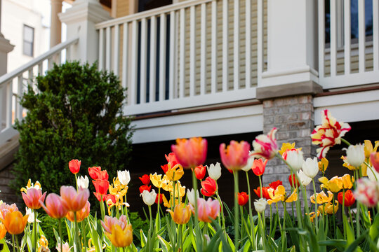 Tulips Blooming in Front Yard of Home During Spring.