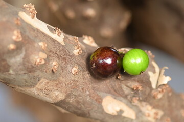 jaboticaba fruit macro photography nature plant with fruit growing typical plant from the Brazilian center west