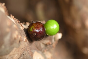 jaboticaba fruit macro photography nature plant with fruit growing typical plant from the Brazilian center west