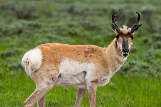 Pronghorn Antelope