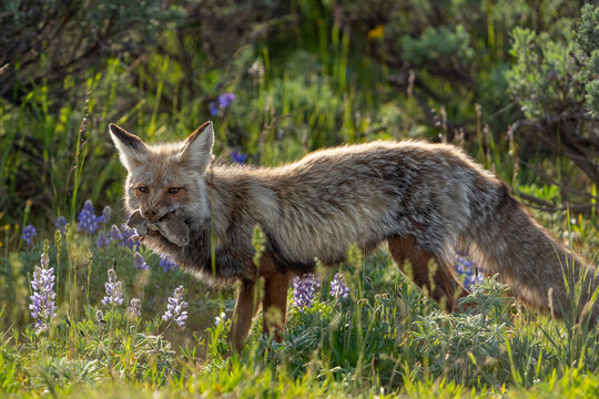 Red Fox hunting in Grand Teton