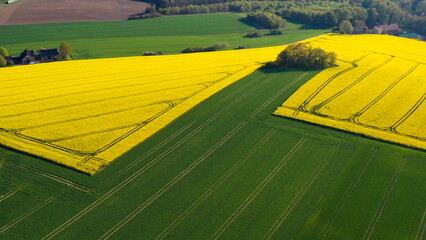 Aerial drone view of yellow rapeseed fields in German countryside