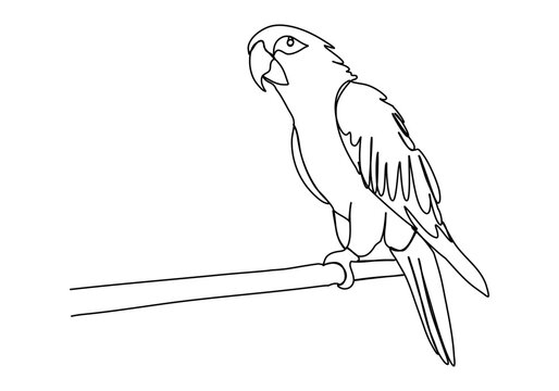recommend clip art: Parrot. One line drawing vector illustration.