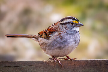 White Throated Sparrow perched on a fence against a blurred background. The white-throated sparrow breeds in northern North America and winters in the southern United States. - 789647349