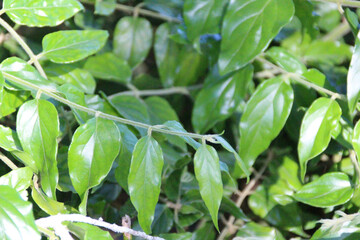 Foliage leaves