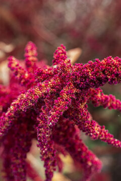 Beautiful closeup of an amaranth red flower 