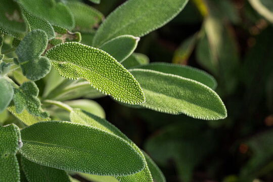 Macro closeup of sage leaves