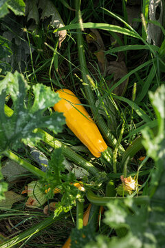 Yellow squash growing from a plant in an organic garden