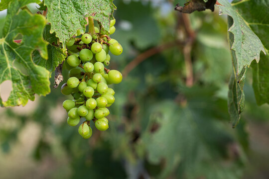 A cluster of green grapes hanging from a green vine in a vineyard