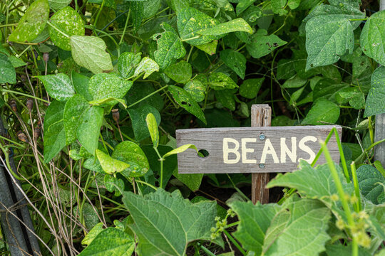 A wooden sign with beans on text on it in a garden