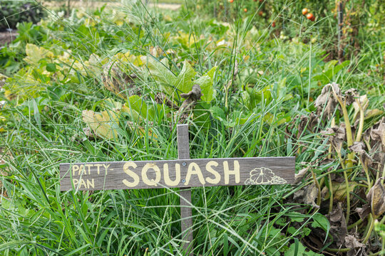 Pattypan squash wooden sign on a garden farm