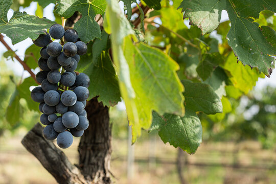 A cluster of purple grapes hanging from a green vine in a vineyard