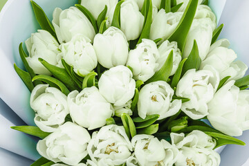 A bouquet of white tulips on a pastel green background. Blooming flowers, festive concept