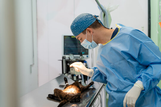 Veterinarian with cat in operating room.