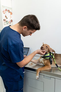 Veterinarian check-up a dog.