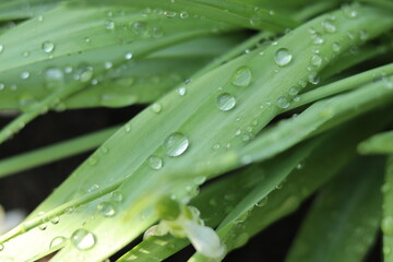 Clean drops of water after night rain on the hydrophobic surface of the leaves.