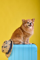 Cute fluffy red spitz puppy stuck out his tongue in a funny way while sitting on a big blue suitcase for travel. A small purebred dog sits on top of a suitcase and waits for the owner