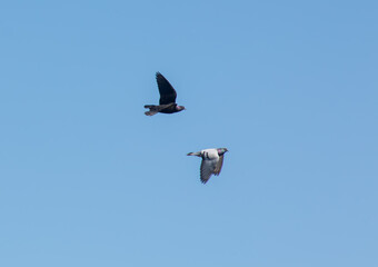 Pigeons in flight on a sunny day