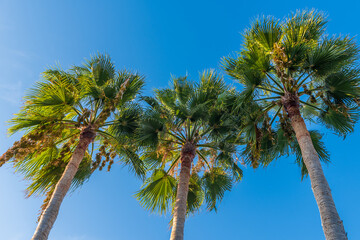 Fototapeta premium Blue sky background with three palm trees and copy space on the sides.