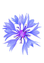 bachelor's buton  transparent background png