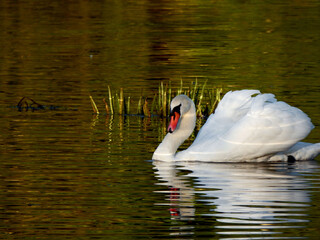 biały łabędź pływajacy na jeziorze o w słońcu, white swan swimming on the lake in the sun, ...