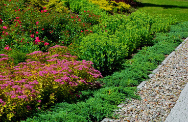 rozchodnik okazały, róże, jałowiec i tawuła japońska na kwiatowej rabacie przy żwirowej ściece, bushes in a flowerbed with stones, Spiraea japonica, Hylotelephium spectabile or Sedum specta, Juniperus - obrazy, fototapety, plakaty