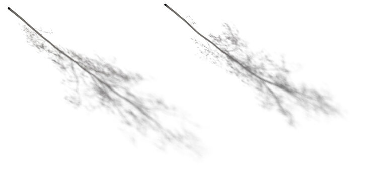 Realistic aesthetic shadow from a birch betula thin tree isolated png on a transparent background premium cutout