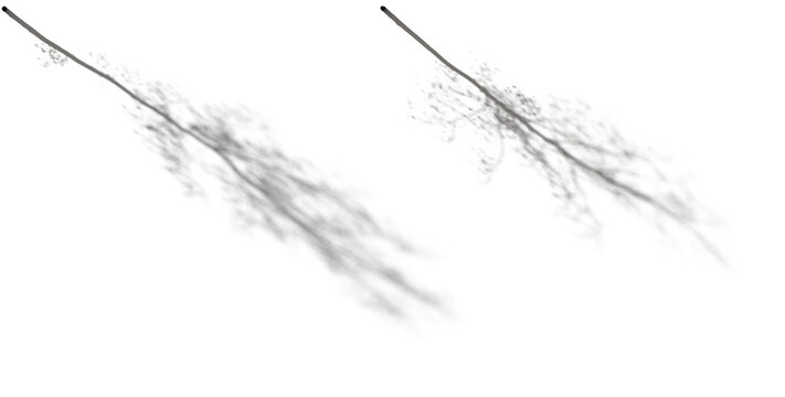 Realistic shadow from a birch betula thin tree isolated png on a transparent background premium cutout
