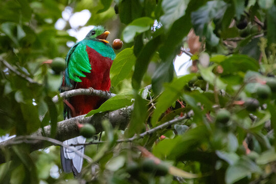 Quetzal im Parque Nacional Los Quetzales in Costa Rica