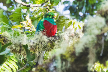 Quetzal im Parque Nacional Los Quetzales in Costa Rica