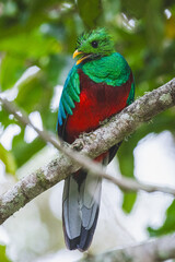 Quetzal im Parque Nacional Los Quetzales in Costa Rica
